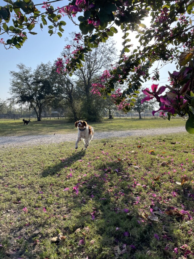 Dogs socializing and running at doggy daycare