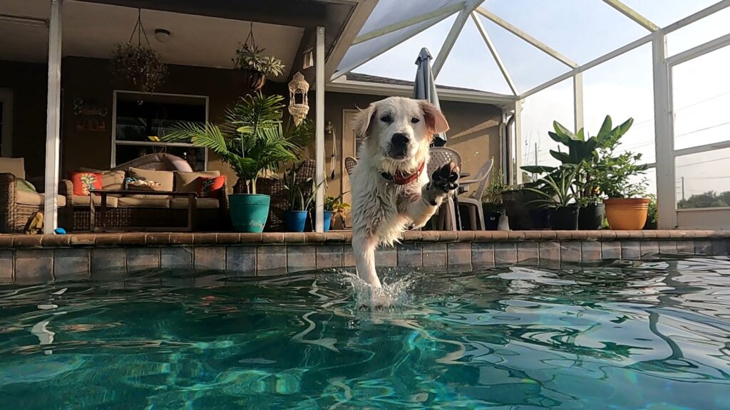 Dog happily swimming at Paige's Pet Paradise farm