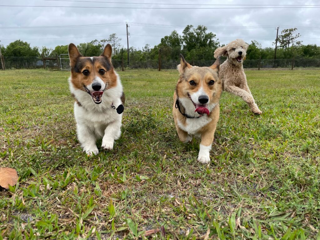 Dogs playing together during daycare at the farm