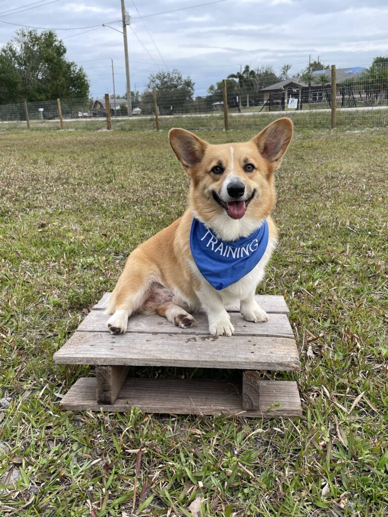 Dog training session at Paige's Pet Paradise